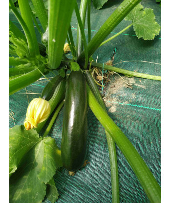 Courgette Apogia