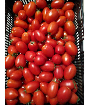 Tomate Myriade