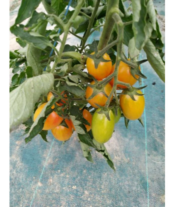 Tomate Cerise Blush