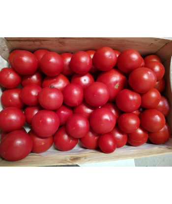 Tomate Paola