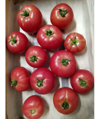 Tomate Honey Moon