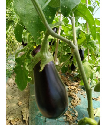 Aubergine Monarca