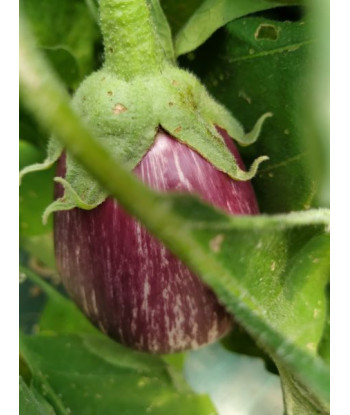Aubergine Leire