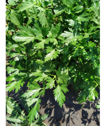Persil Peione