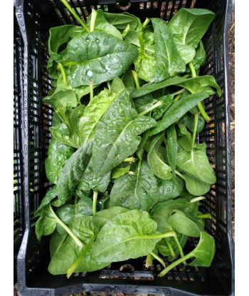 Épinard Platypus Bio