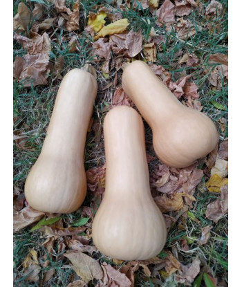 Courge Butternut...