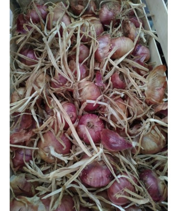 Oignon Rouge Fireking