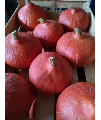 Potimarron Orange Summer Bio