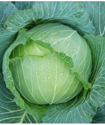 Chou Cabus Farao Bio