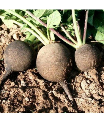 Radis Noir Gros Rond d'Hiver