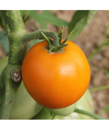 Tomate Ancienne Orange Queen