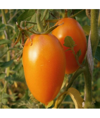 Tomate Ancienne Orange Banana