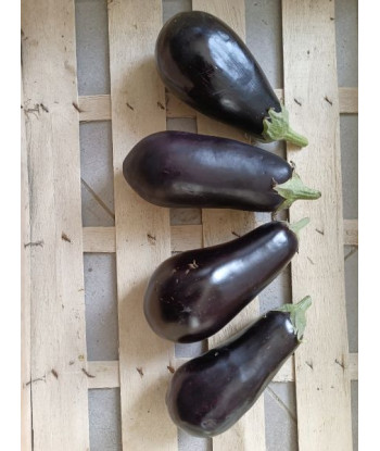 Aubergine Monarca Bio