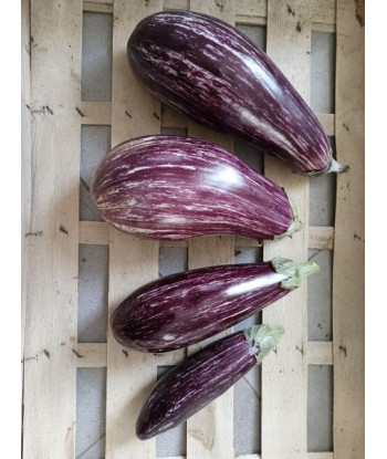 Aubergine Leire Bio