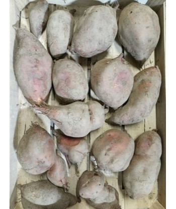 Patate Douce Beauregard Bio