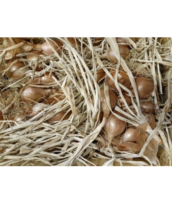 Oignon Jaune Borneo Bio