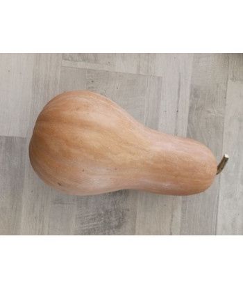 Courge Sucrine Du Berry Bio