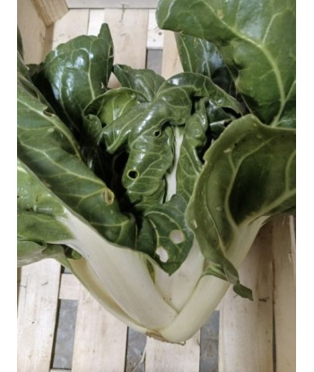 Poirée à Pied Barèse Bio