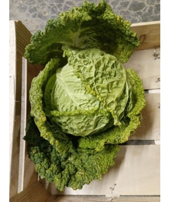 Chou Vert De Milan Famosa Bio