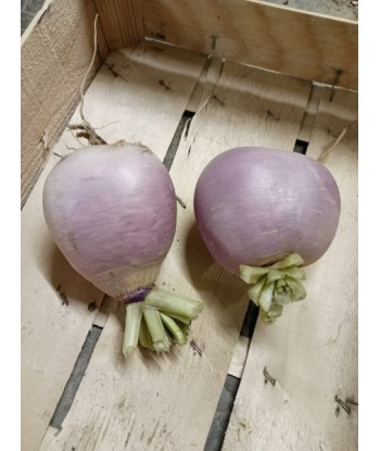 Navet Globe Violet Bio