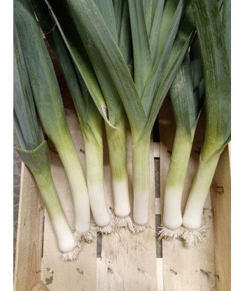 Poireau Belton/Pluston Bio