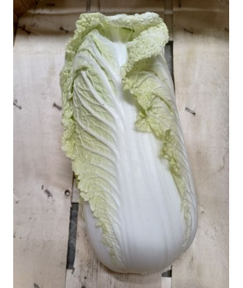 Chou Chinois Bilko Bio