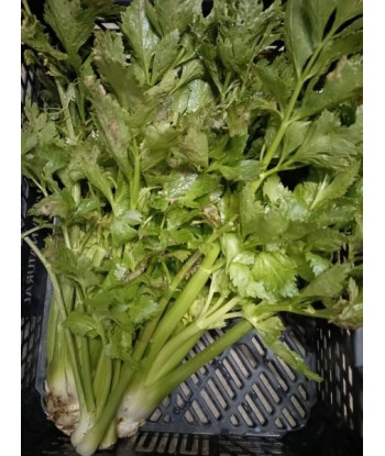 Cèleri-Branche Darklet Bio